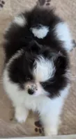 PO, a female Pomeranian for sale in Tenino, WA – 9 of 9