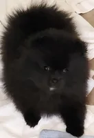 Rowdy, a male Pomeranian for sale in Tenino, WA – 3 of 10