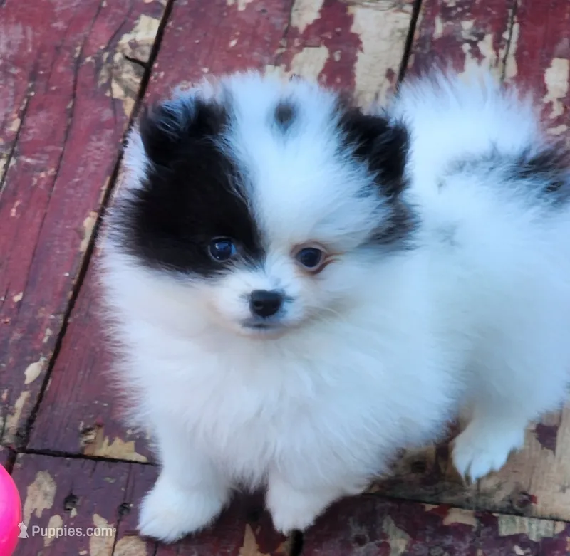 Koona – Pomeranian puppy for sale in Tenino, WA
