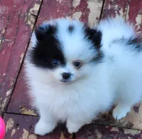 Koona, a female Pomeranian for sale in Tenino, WA – 5 of 5