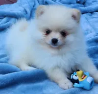 Stella , a female Pomeranian for sale in Tenino, WA – 2 of 7