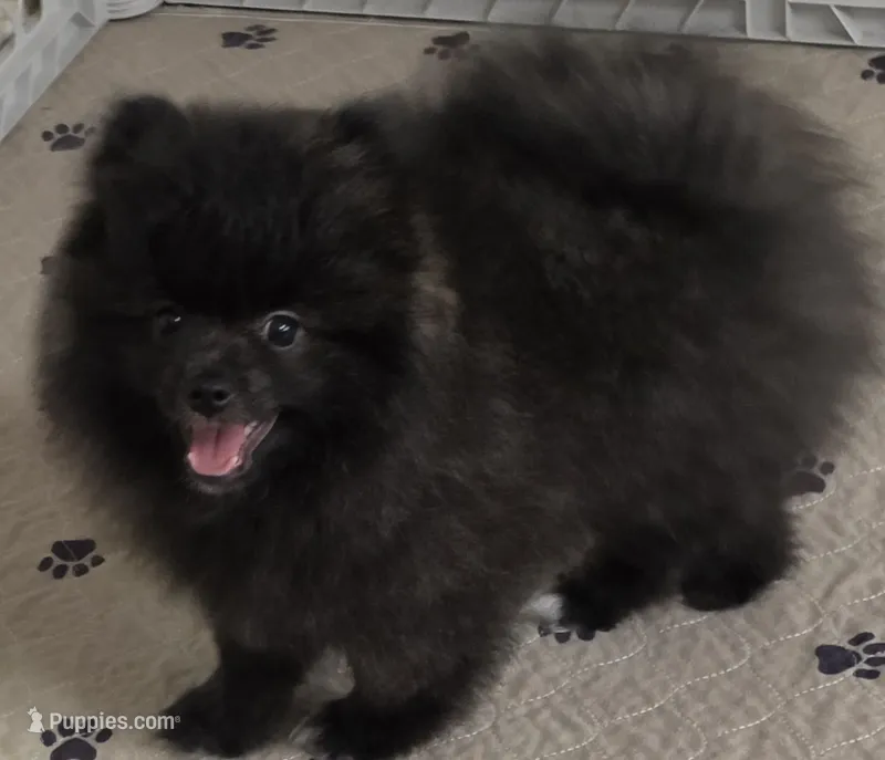 Whiskey – Pomeranian puppy for sale in Tenino, WA