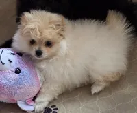 Prada, a female Pomeranian for sale in Tenino, WA – 3 of 7