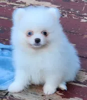 Skylar, a male Pomeranian for sale in Tenino, WA – 6 of 7