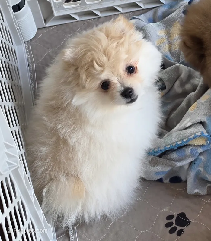 Prada – Pomeranian puppy for sale in Tenino, WA