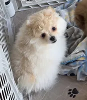Prada, a female Pomeranian for sale in Tenino, WA – 1 of 7