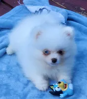 Skylar, a male Pomeranian for sale in Tenino, WA – 5 of 7