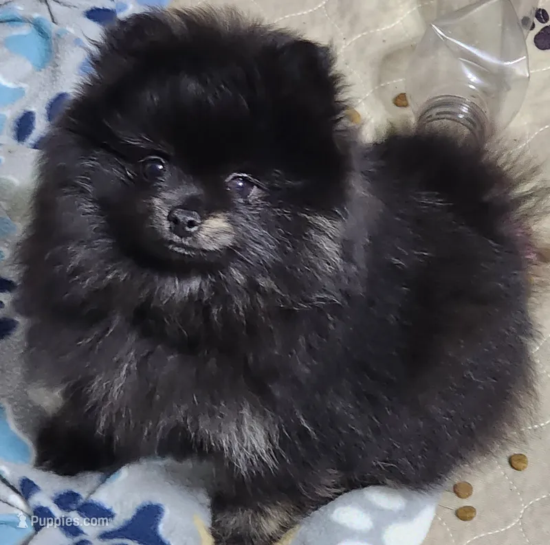 Shadow – Pomeranian puppy for sale in Tenino, WA