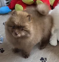 Cappuccino , a male Pomeranian for sale in Tenino, WA – 3 of 9