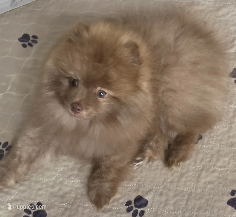 Cappuccino  – Pomeranian puppy for sale in Tenino, WA