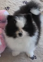 PO, a female Pomeranian for sale in Tenino, WA – 2 of 9