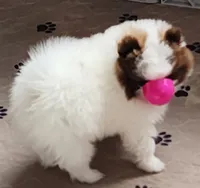 Rocky, a male Pomeranian for sale in Tenino, WA – 8 of 8
