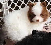 Rocky, a male Pomeranian for sale in Tenino, WA – 7 of 8