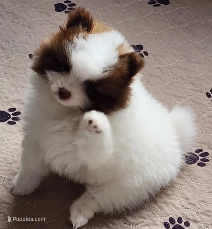 Rocky – Pomeranian puppy for sale in Tenino, WA