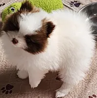 Rocky, a male Pomeranian for sale in Tenino, WA – 2 of 8