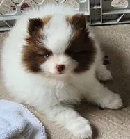 Rocky, a male Pomeranian for sale in Tenino, WA – 3 of 8