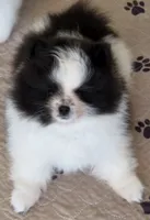 PO, a female Pomeranian for sale in Tenino, WA – 4 of 9