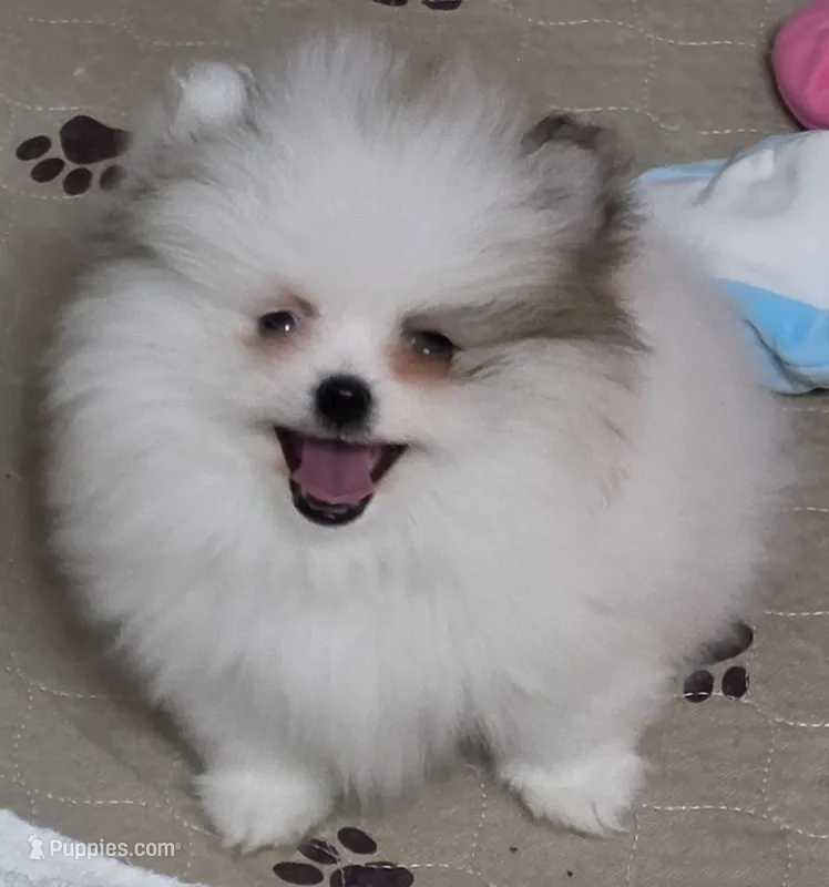 Tid Bit – Pomeranian puppy for sale in Tenino, WA