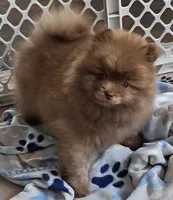 Cappuccino , a male Pomeranian for sale in Tenino, WA – 7 of 9