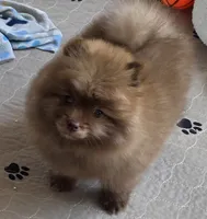Cappuccino , a male Pomeranian for sale in Tenino, WA – 8 of 9