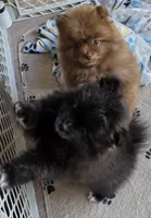 Whiskey, a male Pomeranian for sale in Tenino, WA – 6 of 8