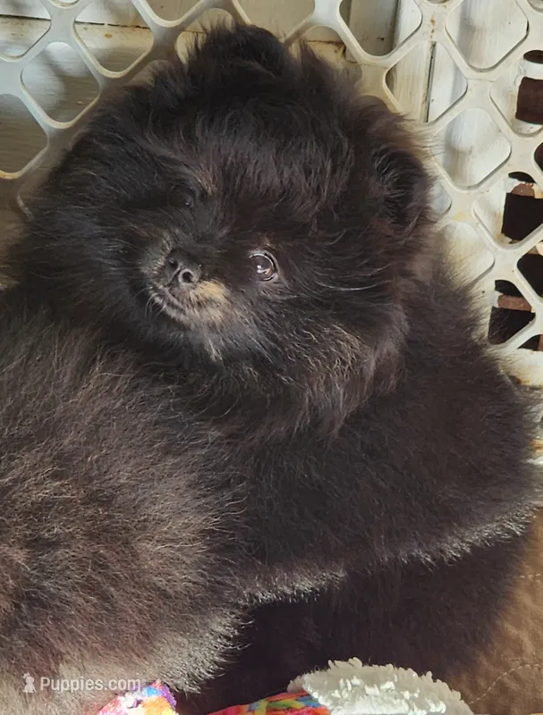 Shadow – Pomeranian puppy for sale in Tenino, WA