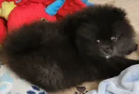 Rowdy, a male Pomeranian for sale in Tenino, WA – 2 of 10