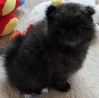 Whiskey, a male Pomeranian for sale in Tenino, WA – 7 of 8