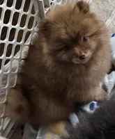 Cappuccino , a male Pomeranian for sale in Tenino, WA – 5 of 9