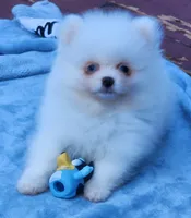 Skylar, a male Pomeranian for sale in Tenino, WA – 4 of 7