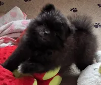 Whiskey, a male Pomeranian for sale in Tenino, WA – 2 of 8