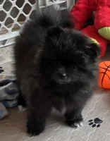 Whiskey, a male Pomeranian for sale in Tenino, WA – 4 of 8