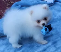 Skylar, a male Pomeranian for sale in Tenino, WA – 2 of 7