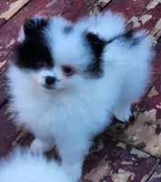Koona, a female Pomeranian for sale in Tenino, WA – 4 of 5