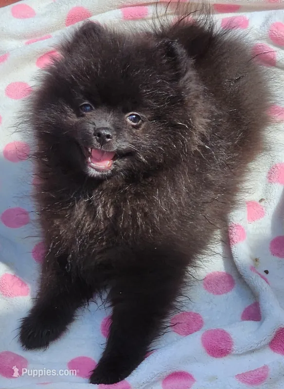 Rowdy – Pomeranian puppy for sale in Tenino, WA