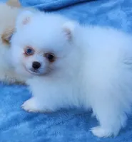 Skylar, a male Pomeranian for sale in Tenino, WA – 3 of 7