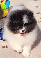 Grace, a female Pomeranian for sale in Tenino, WA – 6 of 6