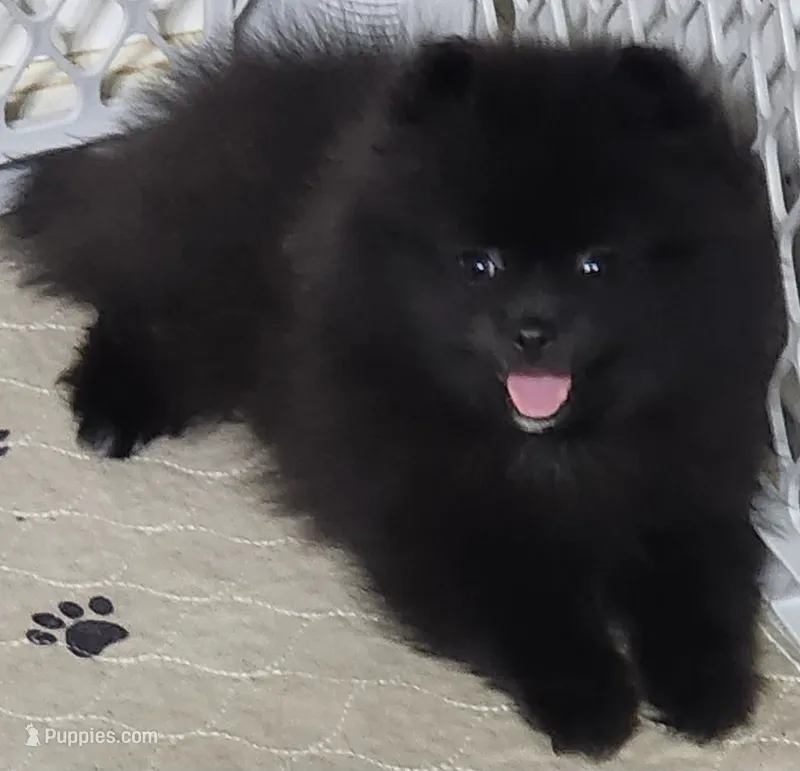 Rowdy – Pomeranian puppy for sale in Tenino, WA