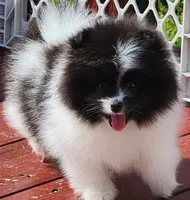 Grace, a female Pomeranian for sale in Tenino, WA – 2 of 6