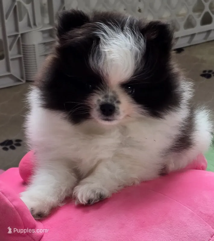 PO – Pomeranian puppy for sale in Tenino, WA