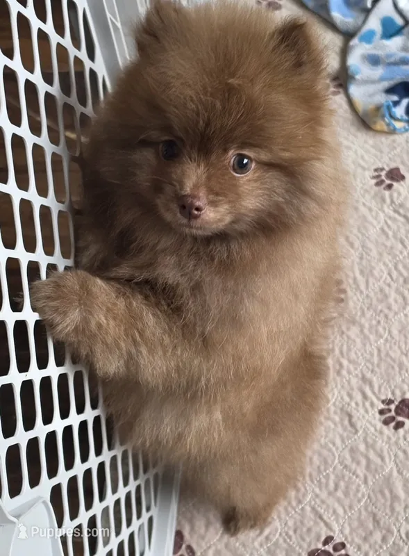 Cappuccino  – Pomeranian puppy for sale in Tenino, WA