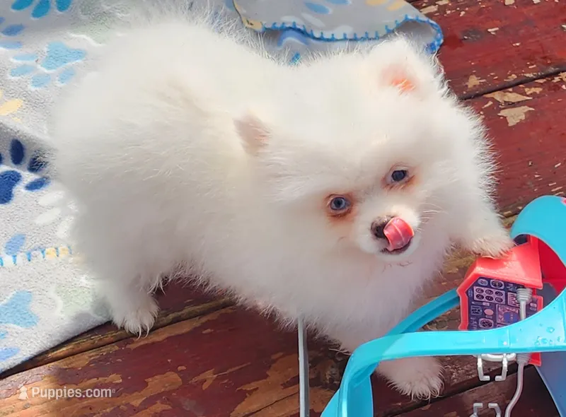 Skylar – Pomeranian puppy for sale in Tenino, WA