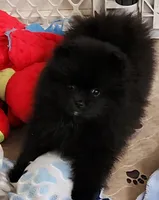 Rowdy, a male Pomeranian for sale in Tenino, WA – 4 of 10