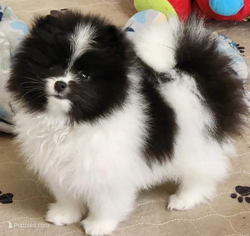 Grace – Pomeranian puppy for sale in Tenino, WA