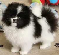 Grace, a female Pomeranian for sale in Tenino, WA – 1 of 6