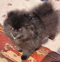 Rowdy, a male Pomeranian for sale in Tenino, WA – 8 of 10