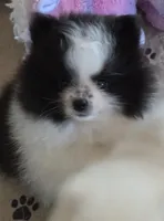PO, a female Pomeranian for sale in Tenino, WA – 7 of 9