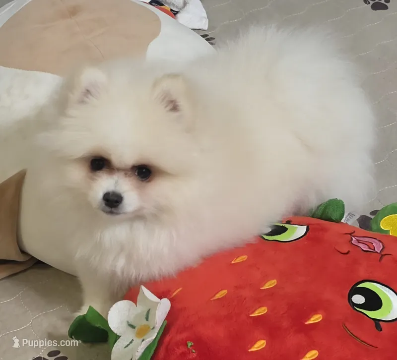Mr. Pickles – Pomeranian puppy for sale in Tenino, WA