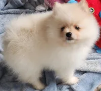 Toki, a male Pomeranian for sale in Tenino, WA – Photo 4 of 8