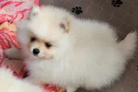 Toki, a male Pomeranian for sale in Tenino, WA – Photo 8 of 8